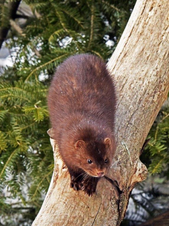 Mink Spot