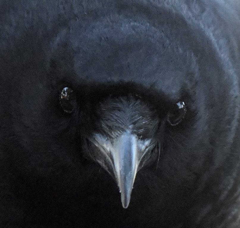 Crow