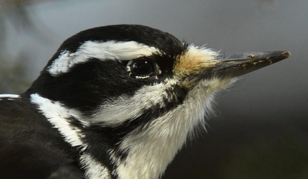 Hairy Woodpecker