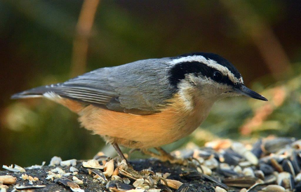 Red breasted nuthatch