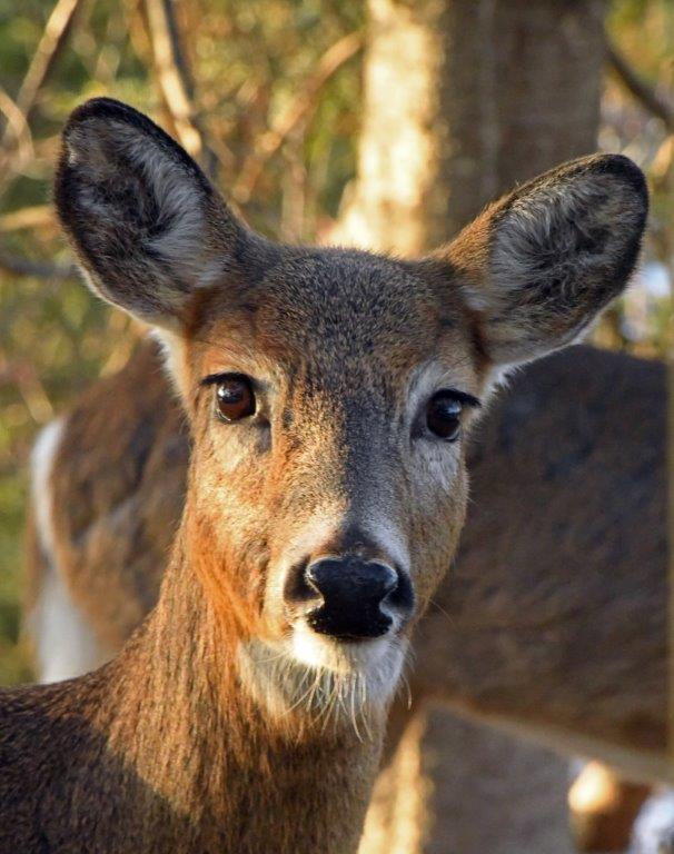 Deer