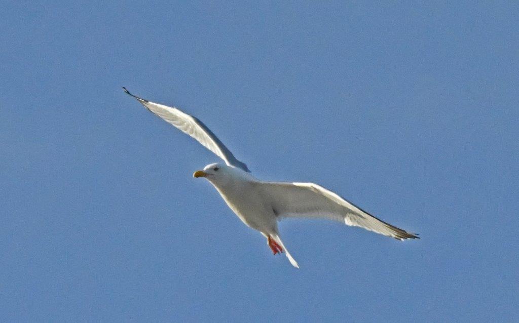 Herring gull circling