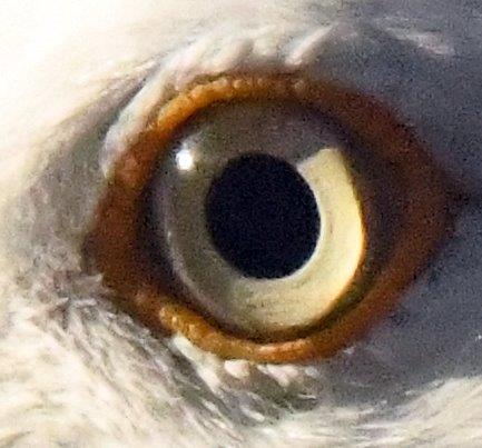 Herring gull eye