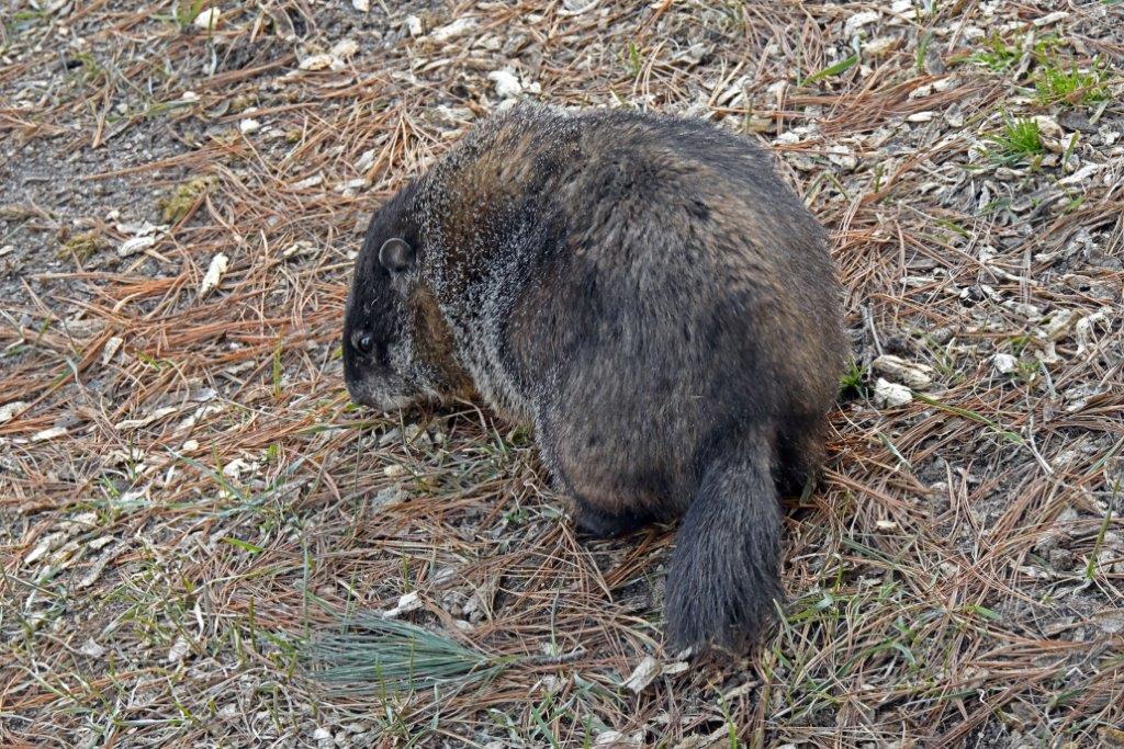 Woodchuck