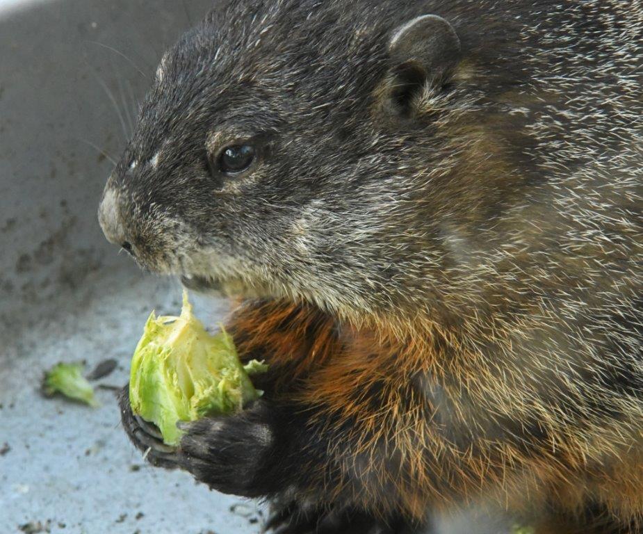 Woodchuck eating