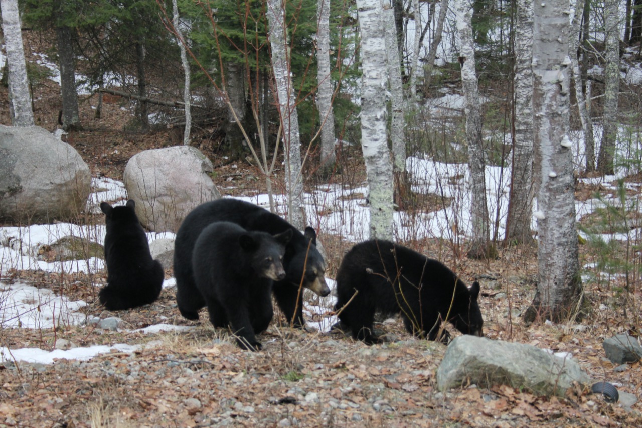 Carolyn cubs