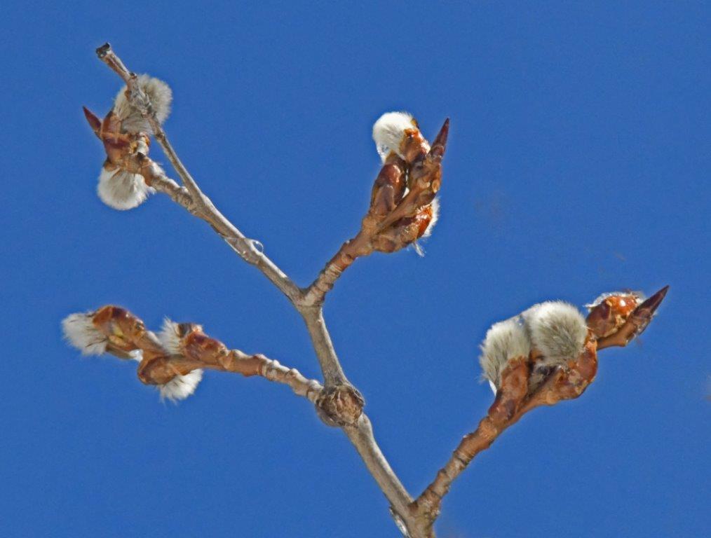 Aspen catkins 3 25 21