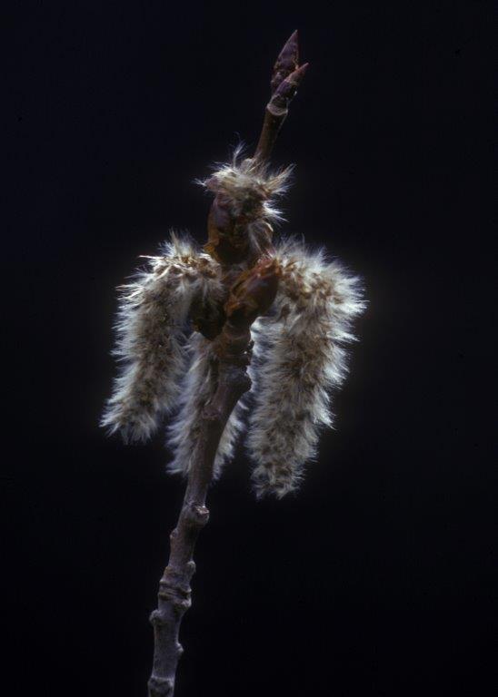 Aspen catkins - 5-15-71