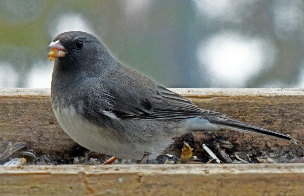 Dark-eyed junco