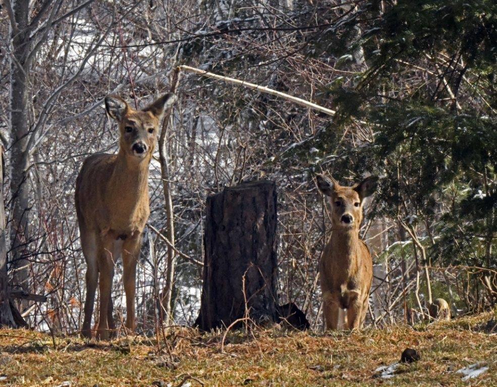 Deer watching