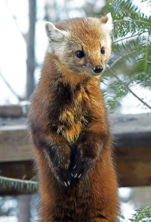 Pine marten