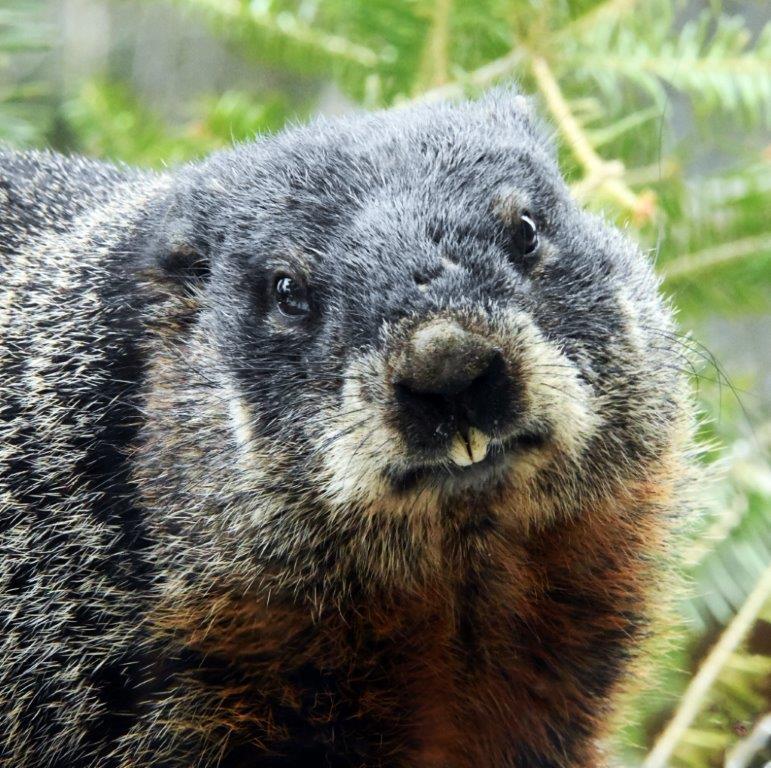 Woodchuck male