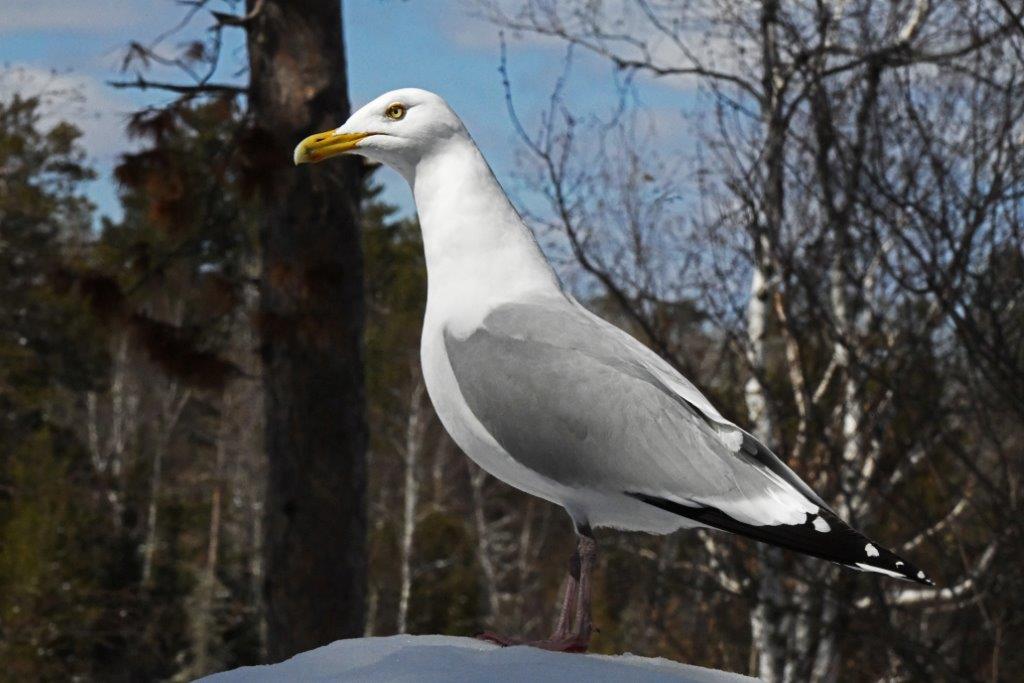 Herring gull