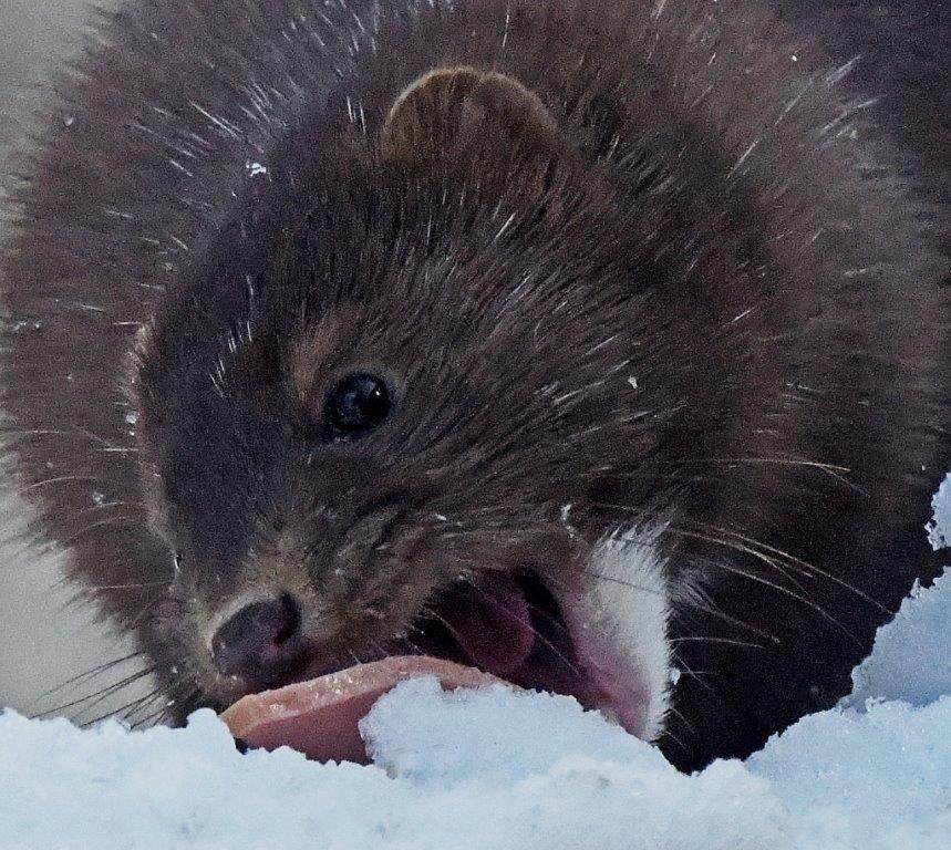 Mink Spot