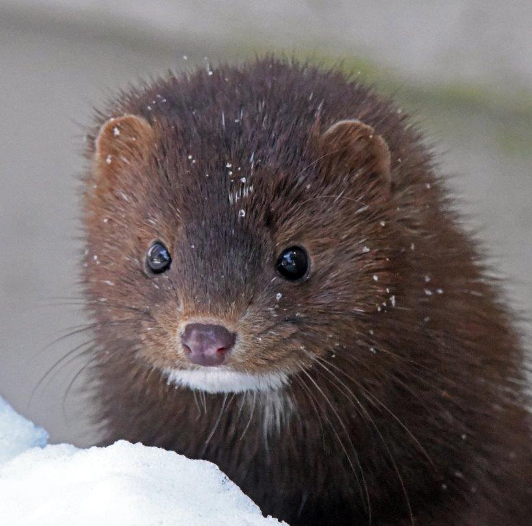 Mink Spot 