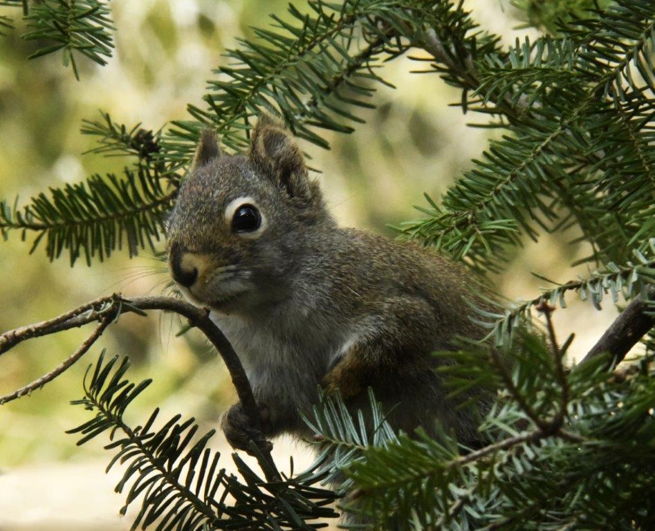 Red Squirrel