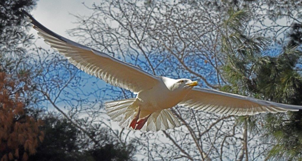 Herring Gull