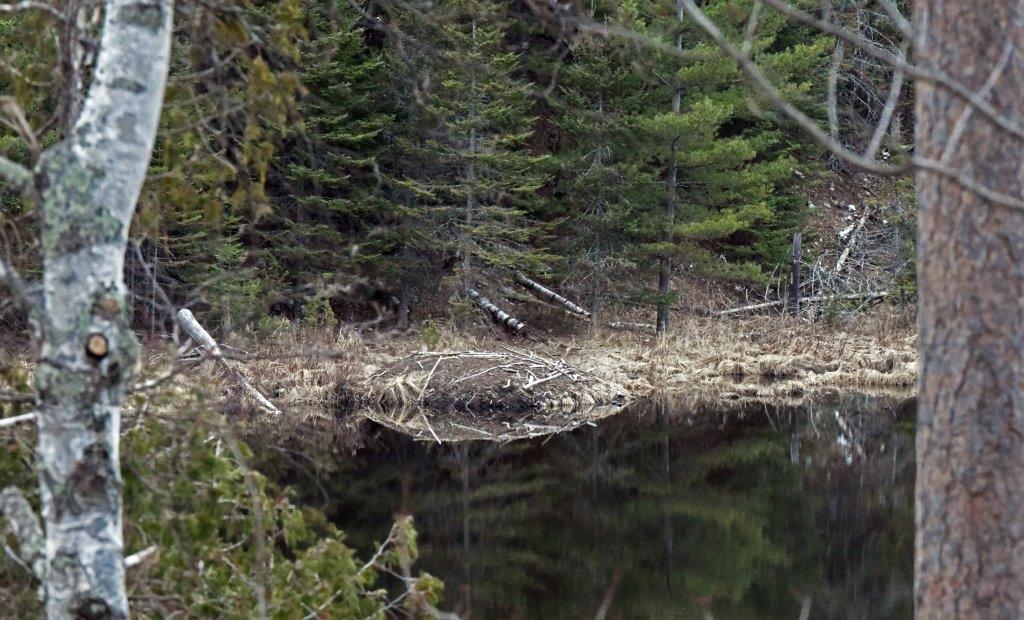 Woods Lake