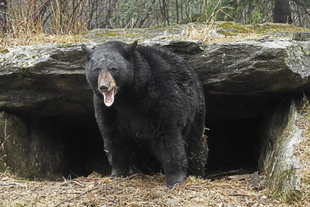 Tasha yawning