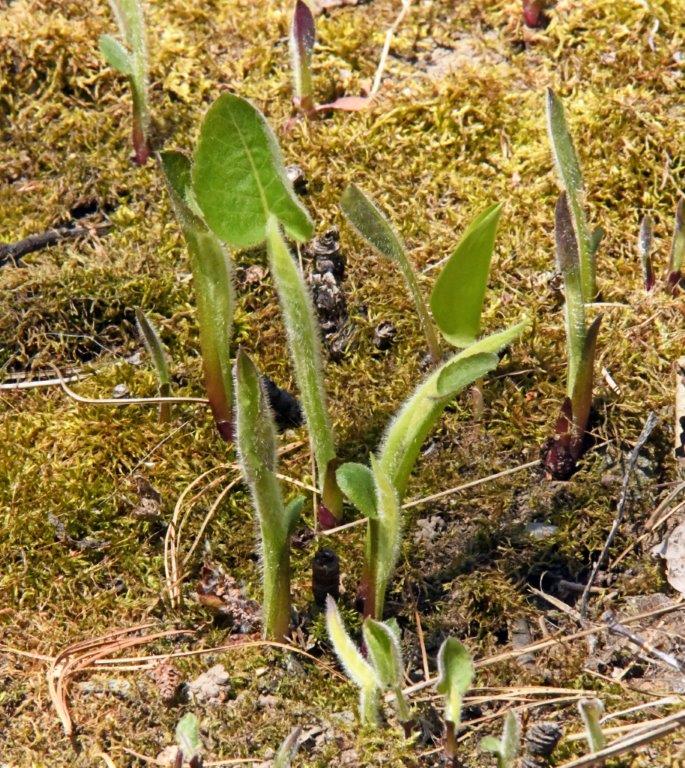 Large-leafed Aster 5-12-21