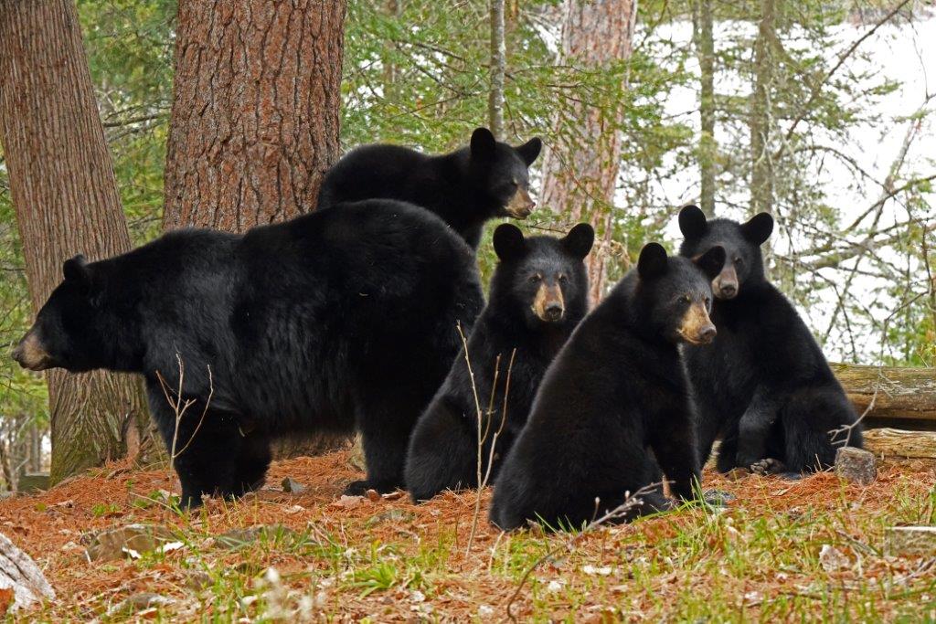 RC and yearlings May 10