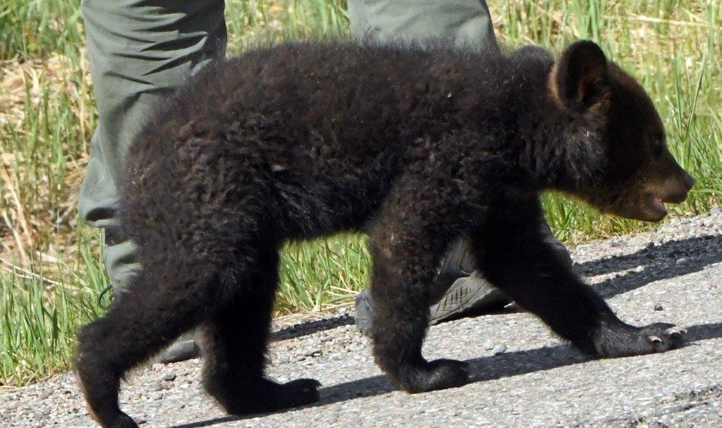 Cub hit by car
