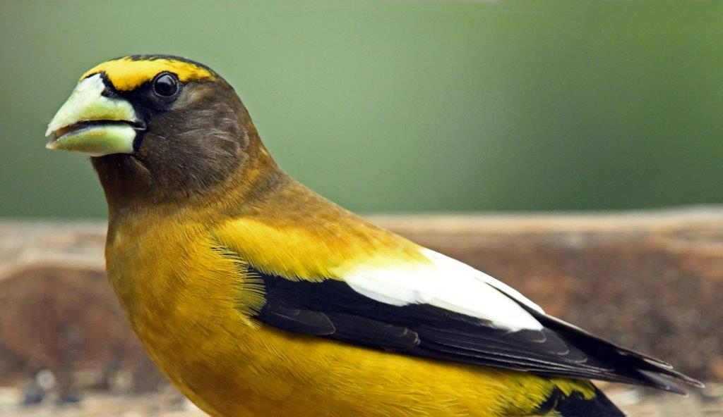 Evening grosbeak