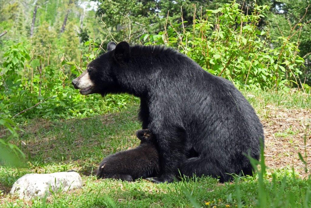Chloe nursing and watching