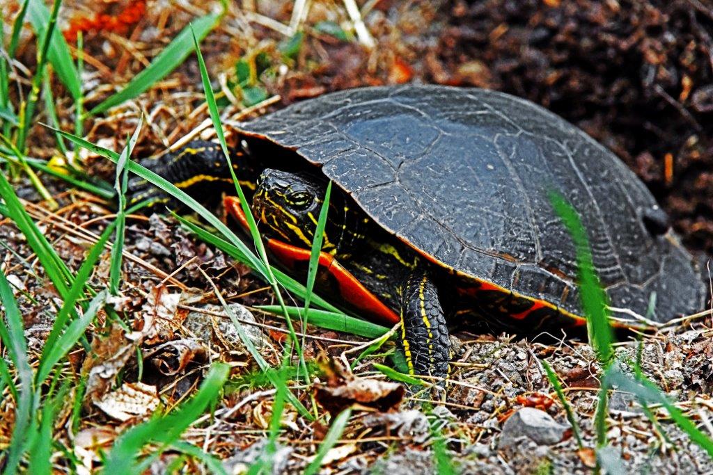 Painted turtle laying eggs