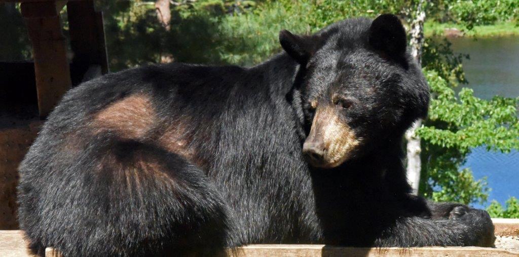 Valentine with bare flanks