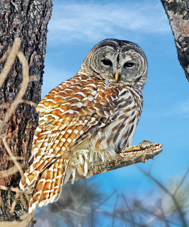 Barred Owl