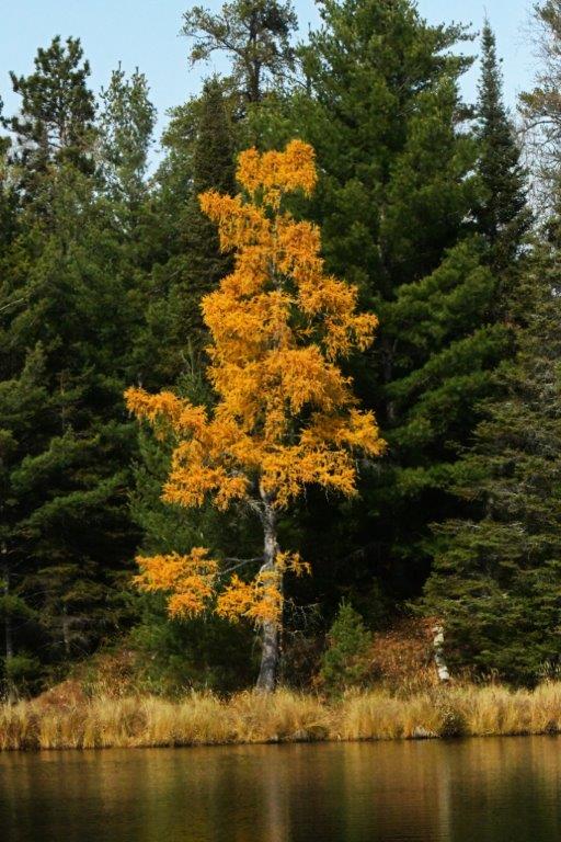 Tamarack