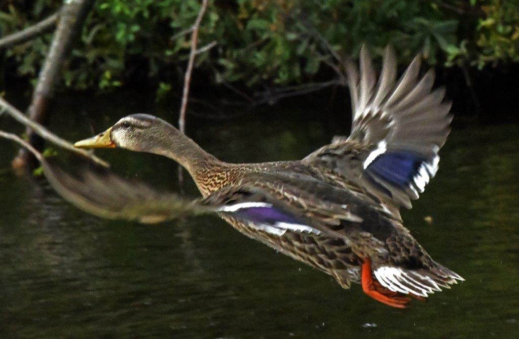 Mallard Male flying