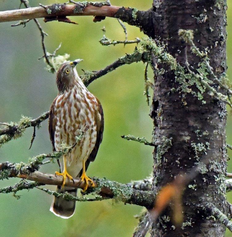 Sharp-shinned Hawk juv
