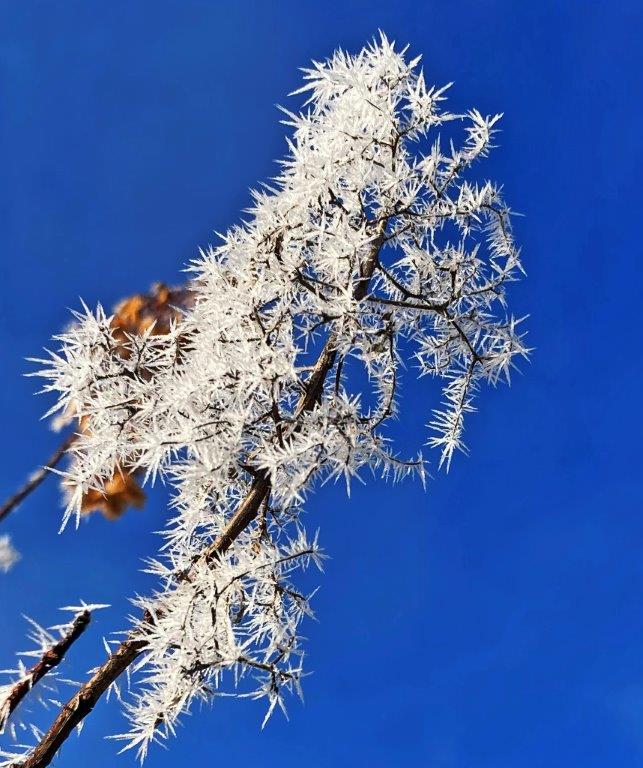 Frost on tree branch