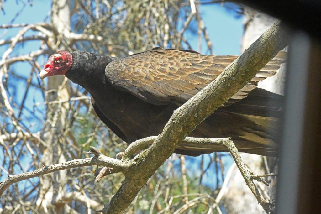 Turkey vulture