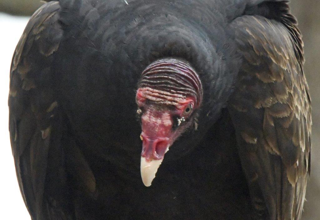 Turkey vulture head