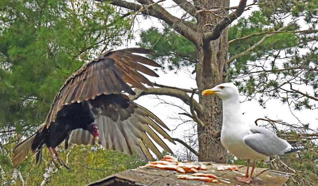 Turkey vulture and seagull