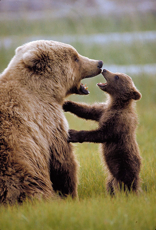Mom and cub with open mouths