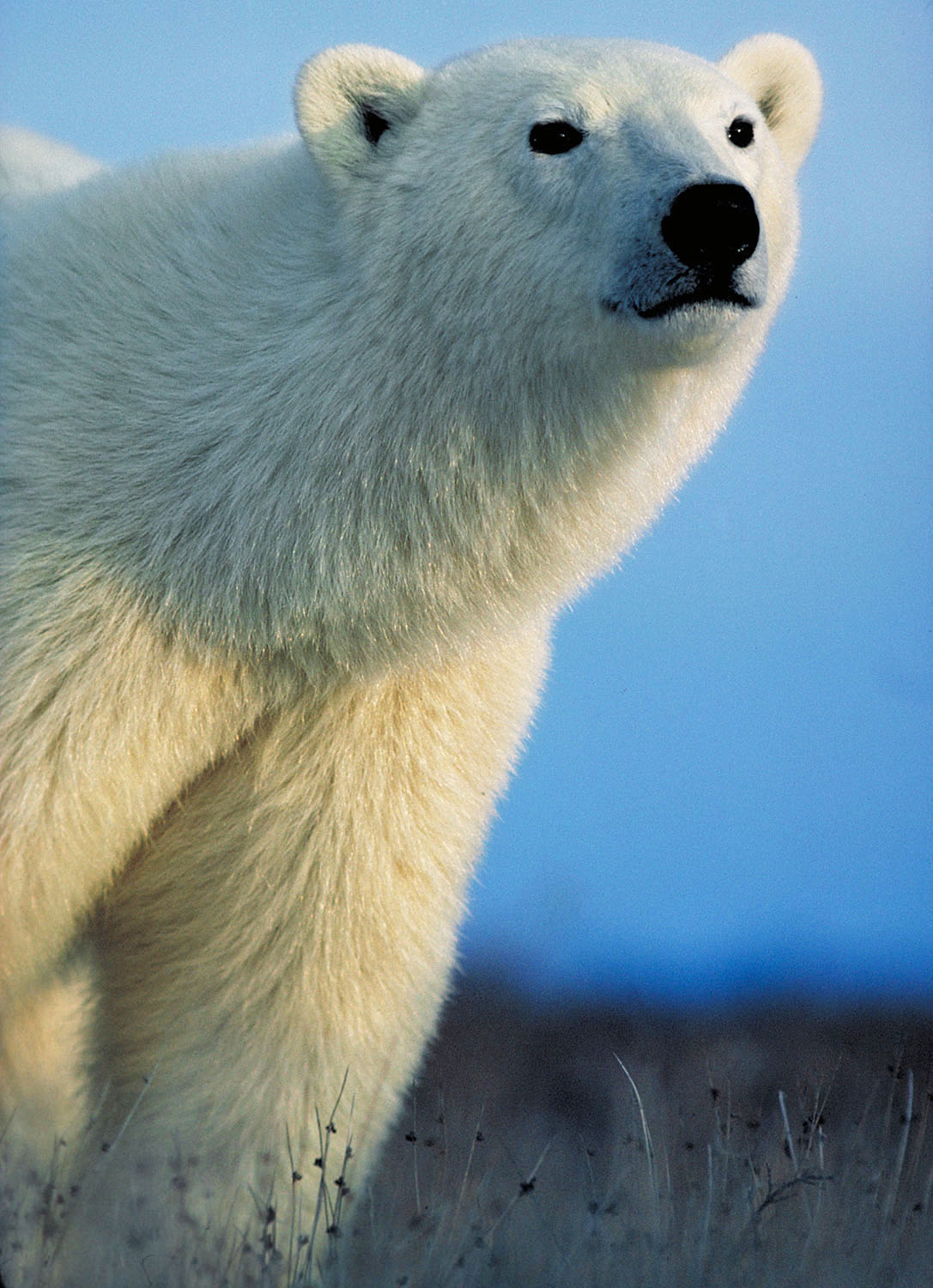 Polar bear near Churchill