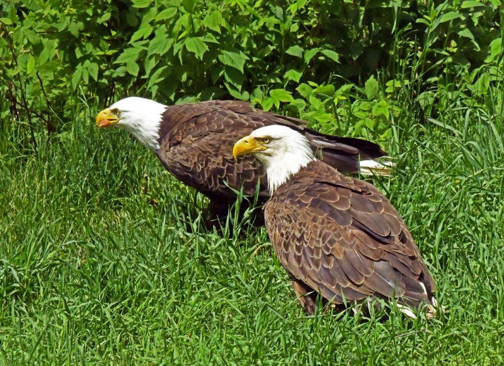 Bald eagle pair