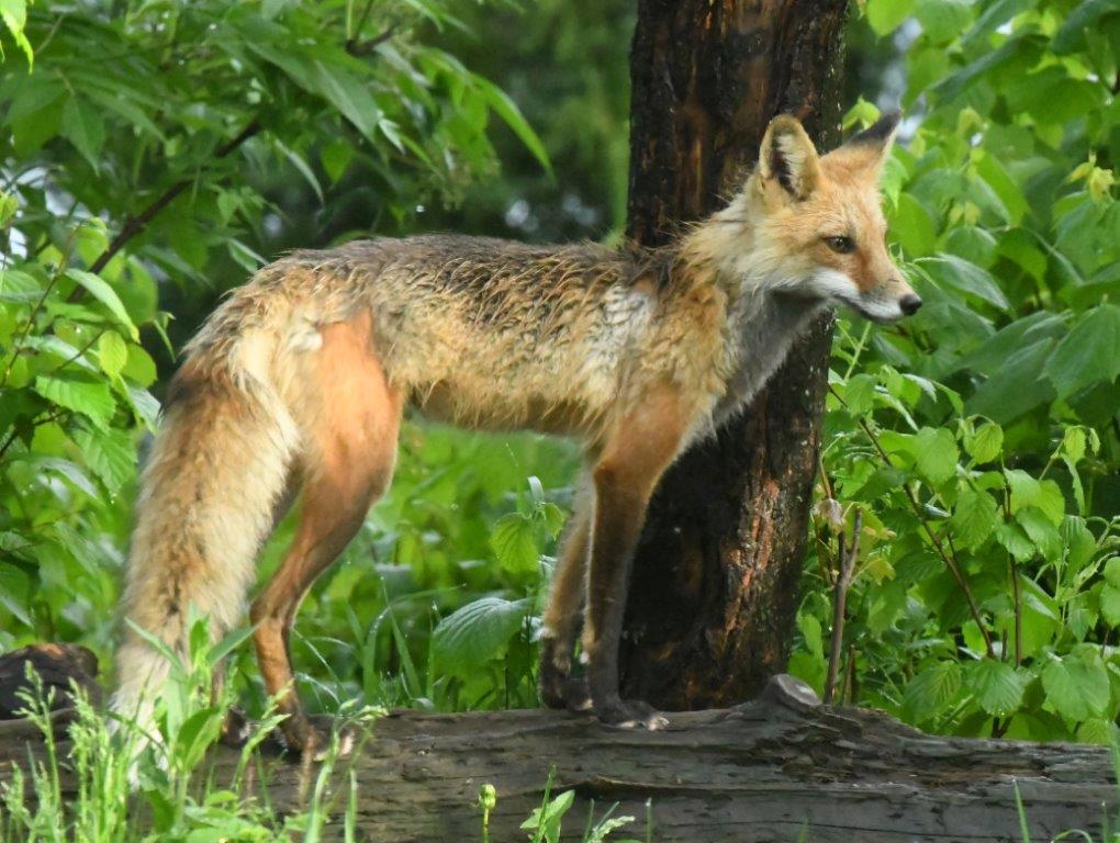 Red fox shy female