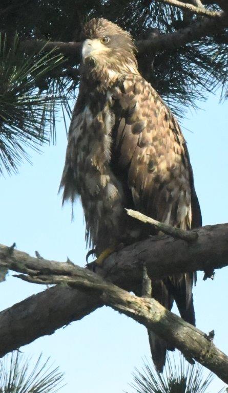Bald Eagle Juvenile