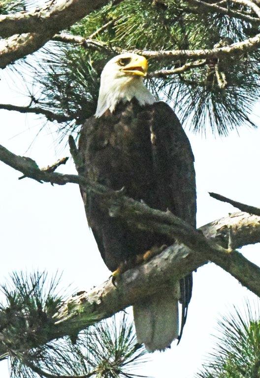 Bald eagle