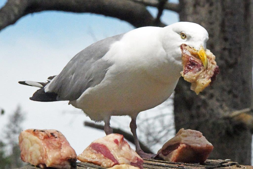 Herring gull w/meat