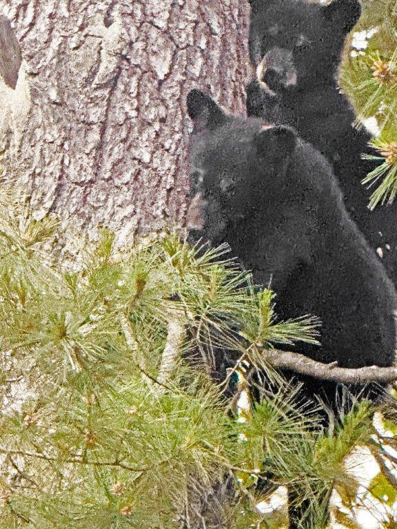 Jewels 2 cubs