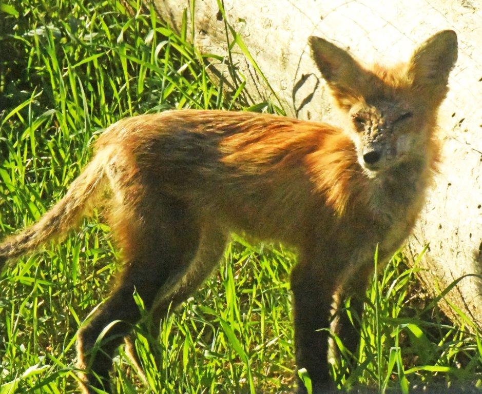 Red fox