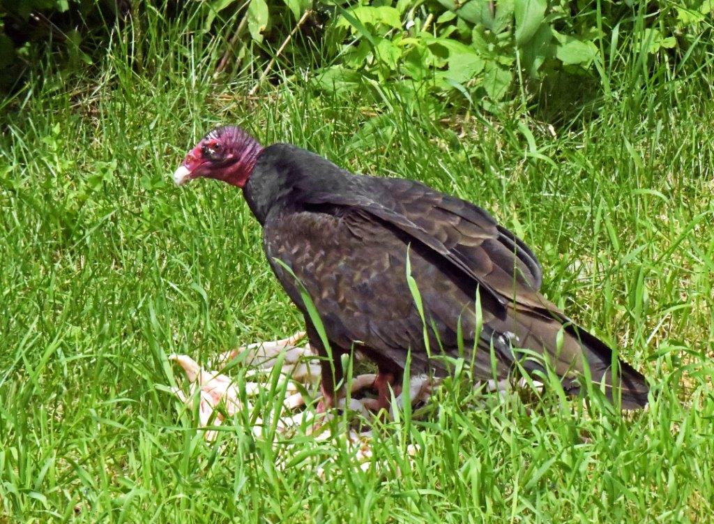 Turkey vulture