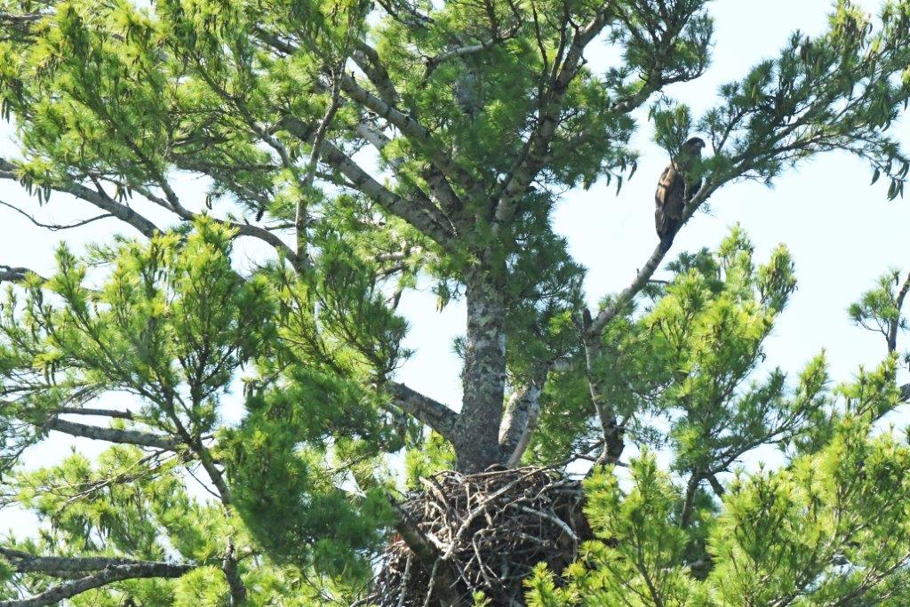 Bald Eagle Juvenile