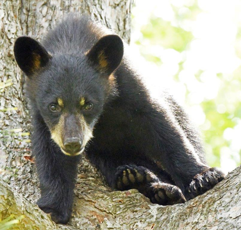 Jewels cub